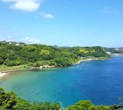 松前の桜に木古内（きこない）の芝桜、本当にきれいでした。